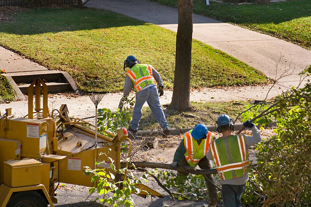 Best Commercial Tree Services  in Ojai, CA